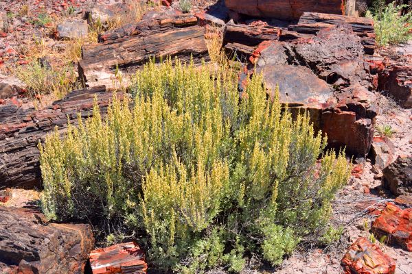 Sagebrush Removal in Joplin
