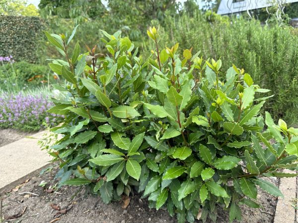 Laurel Hedge Trimming in Joplin