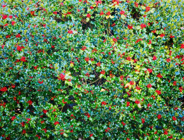 Holly Bush Removal in Joplin