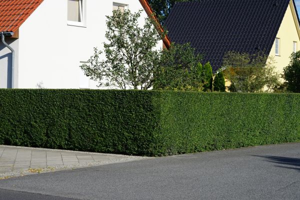 Laurel Hedge Shaping