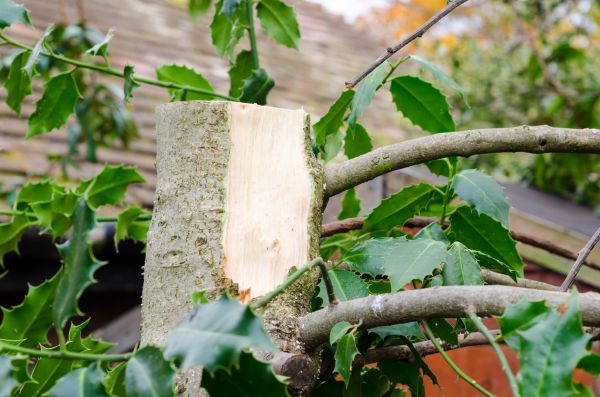 Holly Tree Removal in Joplin