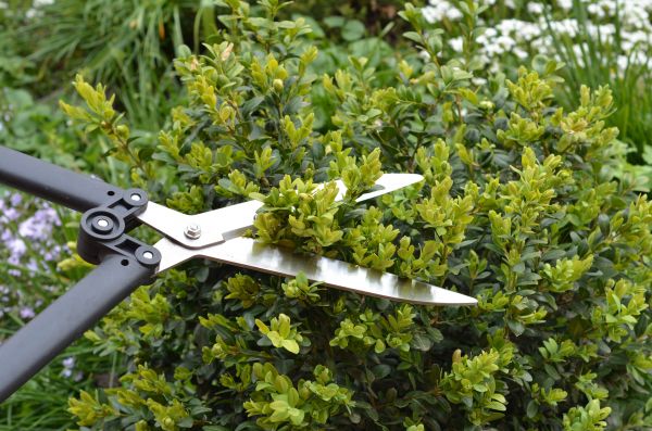 Cost of Boxwood Trimming in Joplin