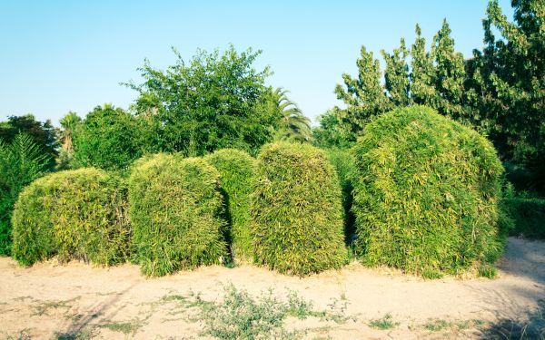 Bamboo Hedge Removal in Joplin