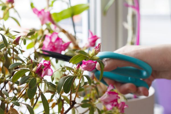 Azalea Pruning in Joplin
