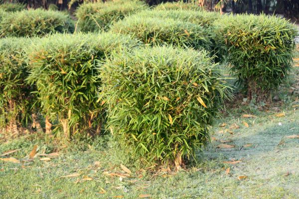 Bamboo Hedge Control