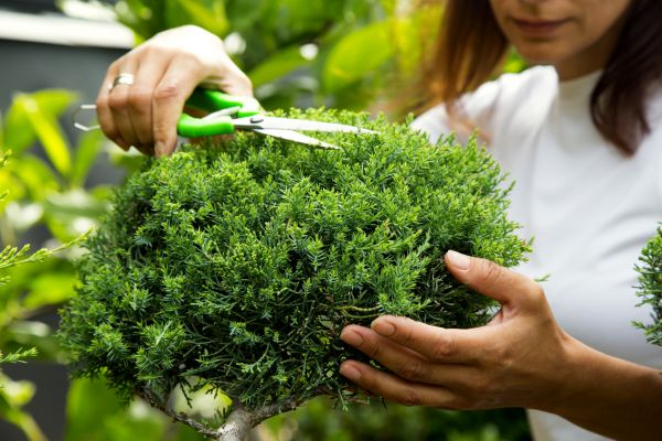 Juniper Shrub Pruning in Joplin