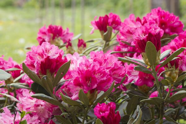 Rhododendron Shaping