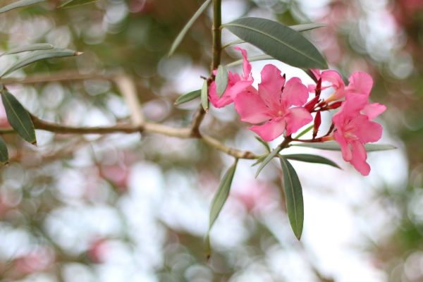Oleander Removal in Joplin