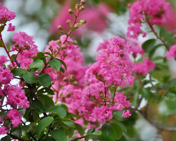 Crepe Myrtle Removal in Joplin