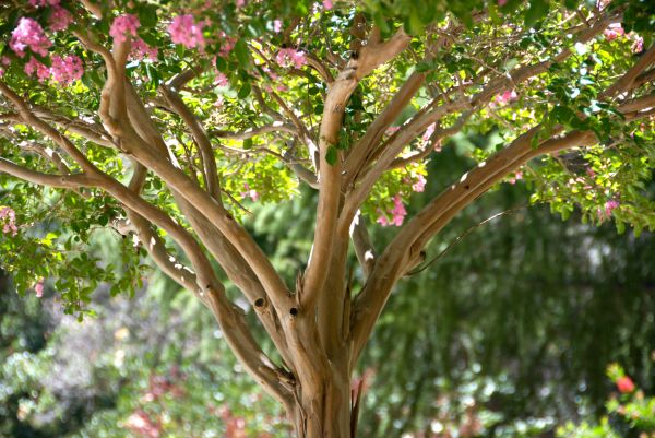 Crape Myrtle Branch Trimming