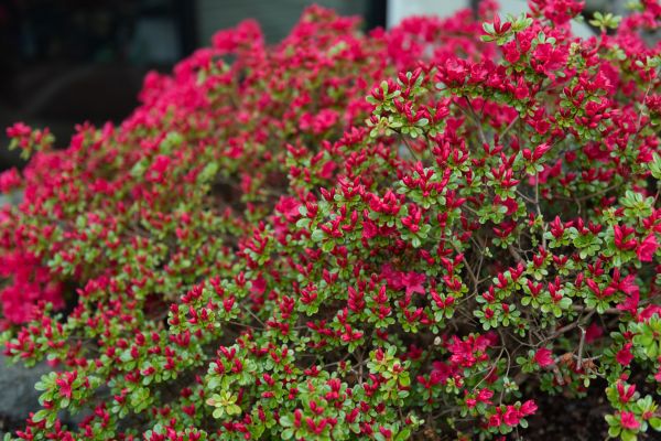Weigela Removal Service in Joplin