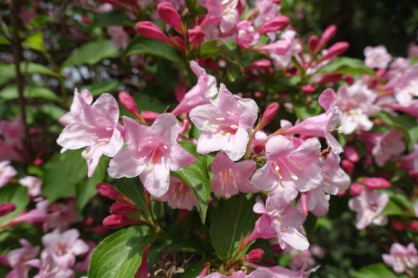 Weigela Pruning Service in Joplin