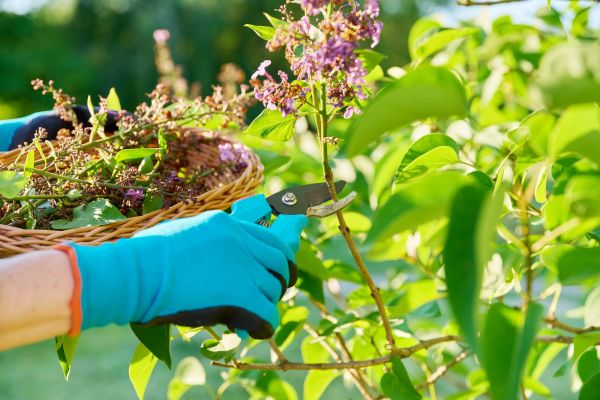 Lilac Trimming Service in Joplin