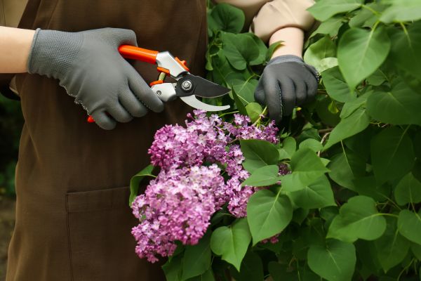 Lilac Pruning Service in Joplin