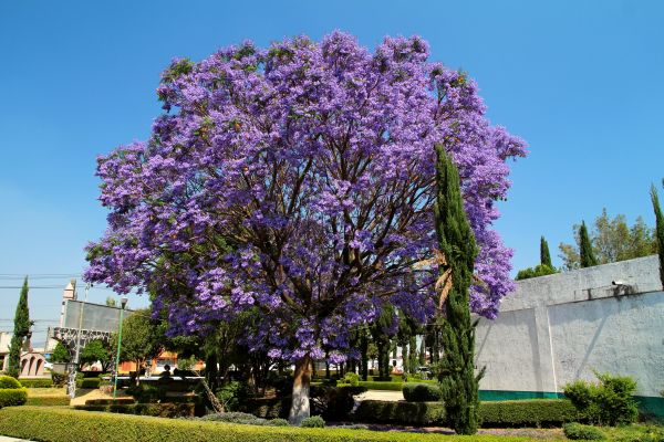 Jacaranda Pruning in Joplin