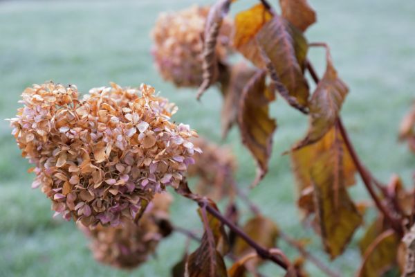 Hydrangea Removal in Joplin