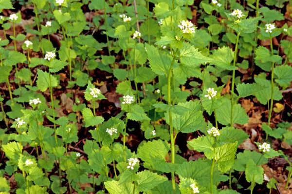 Garlic Mustard Removal in Joplin
