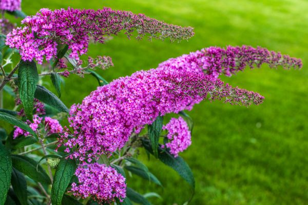 Butterfly Bush Removal in Joplin