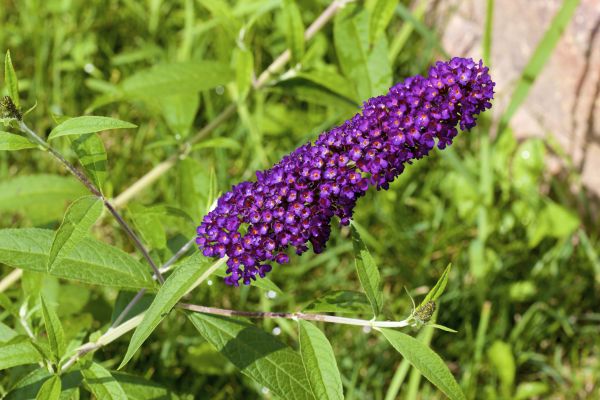 Butterfly Bush Pruning in Joplin