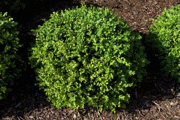 Boxwood Removal in Joplin