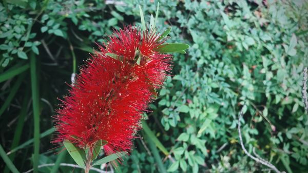 Bottlebrush Pruning in Joplin