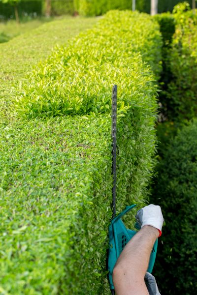 Hedge Trimming in Joplin
